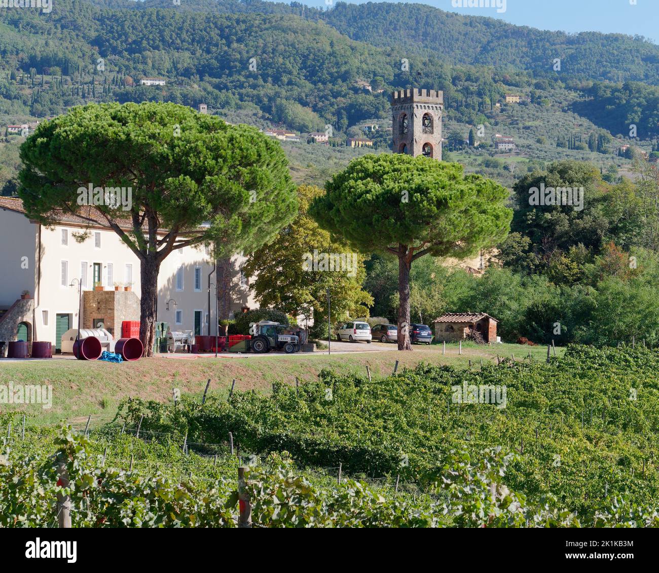 Vignoble biologique avec Agriturismo et cave à Camigliano, province de Lucca, Toscane, Italie. Entouré d'arbres, d'une tour et d'une campagne. Banque D'Images