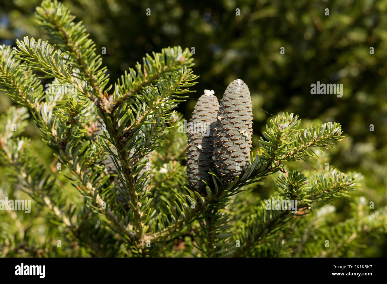 Cônes et branches de sapin coréen (Abies koreana). Banque D'Images