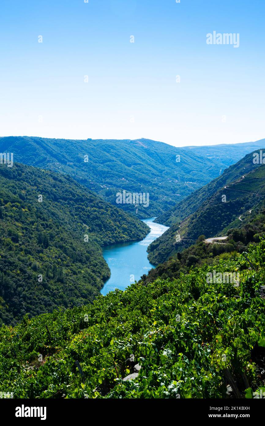 Vue aérienne des vignobles et de la rivière Sil, Ribeira Sacra, Ourense, Galice, Espagne Banque D'Images