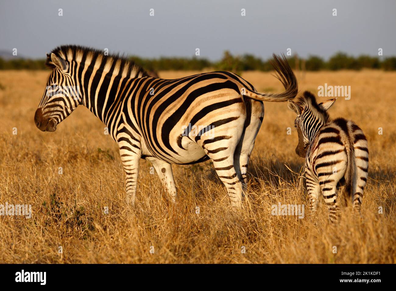 Zebra et Foal dans le parc national Kruger, Afrique du Sud Banque D'Images
