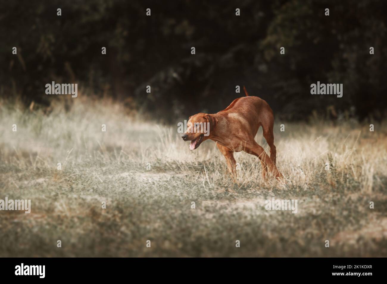 Portrait en plein air de race de chien Rhodésie Ridgeback Banque D'Images