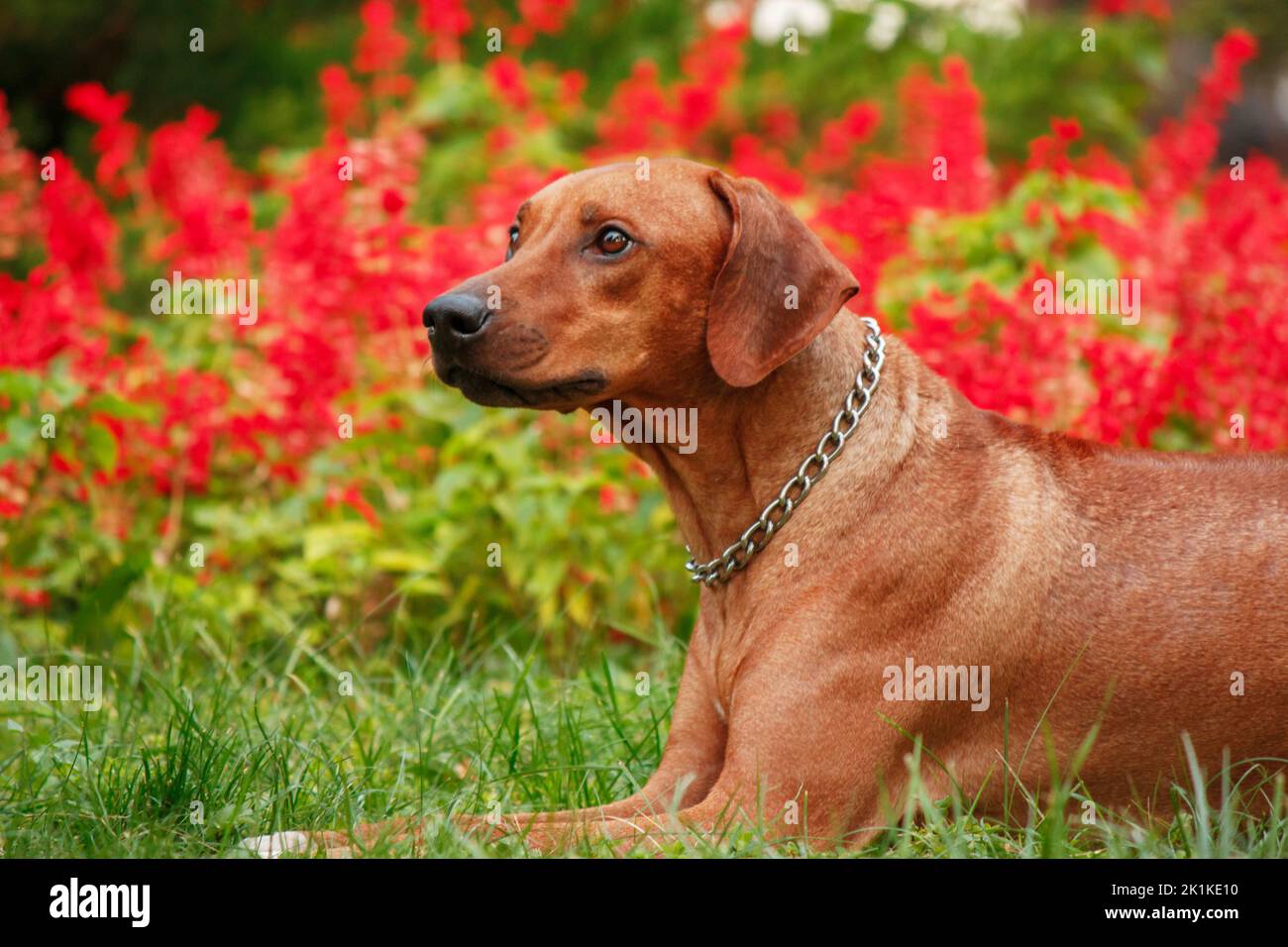 Portrait en plein air de race de chien Rhodésie Ridgeback Banque D'Images