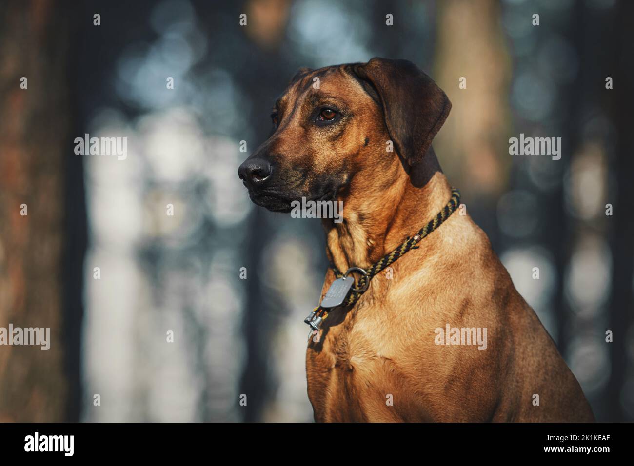 Portrait en plein air de race de chien Rhodésie Ridgeback Banque D'Images