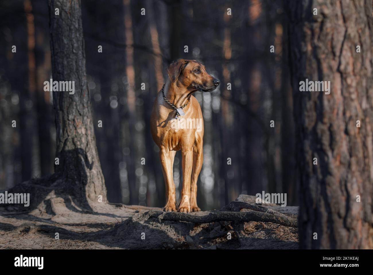 Portrait en plein air de race de chien Rhodésie Ridgeback Banque D'Images