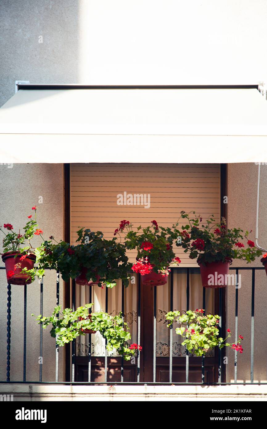 Géraniums sur Sunny Balcony Banque D'Images
