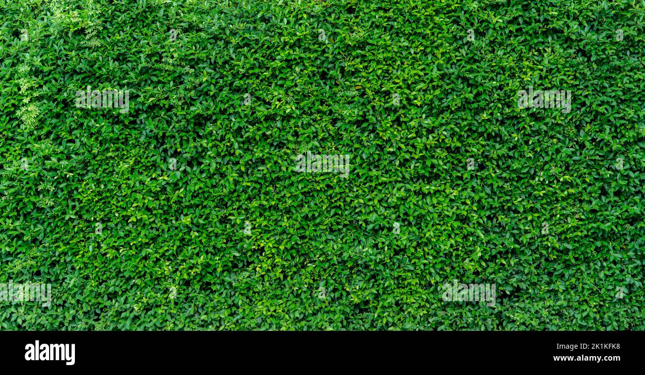 Petites feuilles vertes sur fond de texture de la paroi de haie. Gros plan plante de haie verte dans le jardin. Mur de haies écologique à feuilles persistantes. Toile de fond naturelle. La beauté dans la nature Banque D'Images