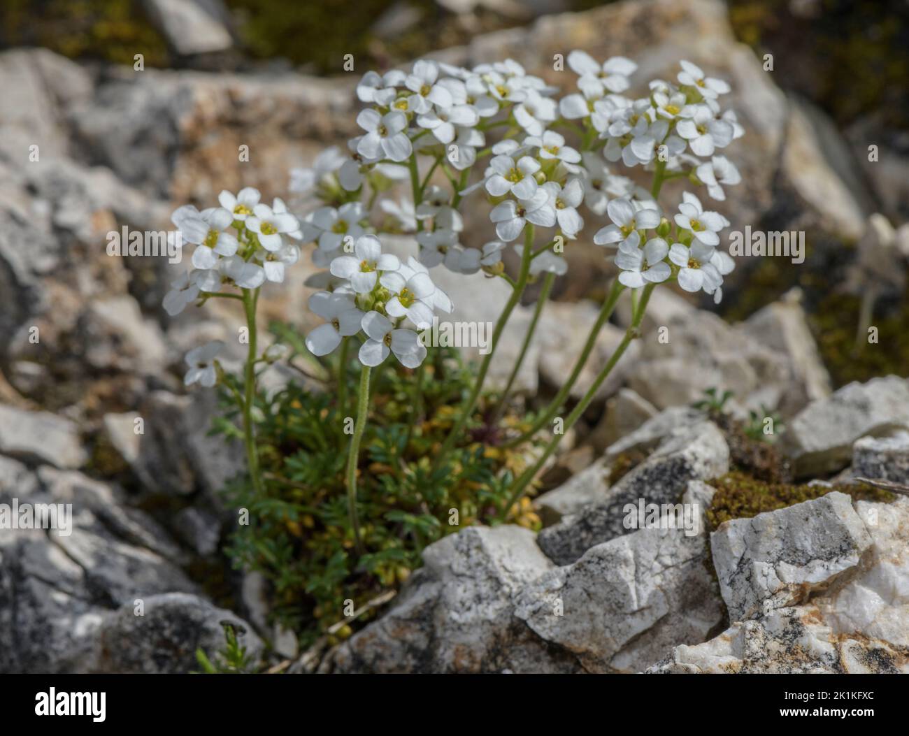 Cresson de chamois, Hornungia alpina, en fleur sur la carie calcaire. Banque D'Images