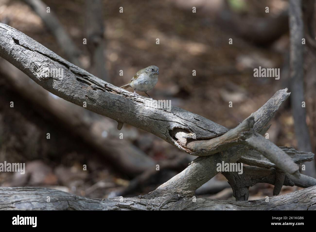 Melanospiza bicolor, femelle perchée sur une branche dans une forêt, parc national de Washington-Slagbaai, Bonaire, août Banque D'Images