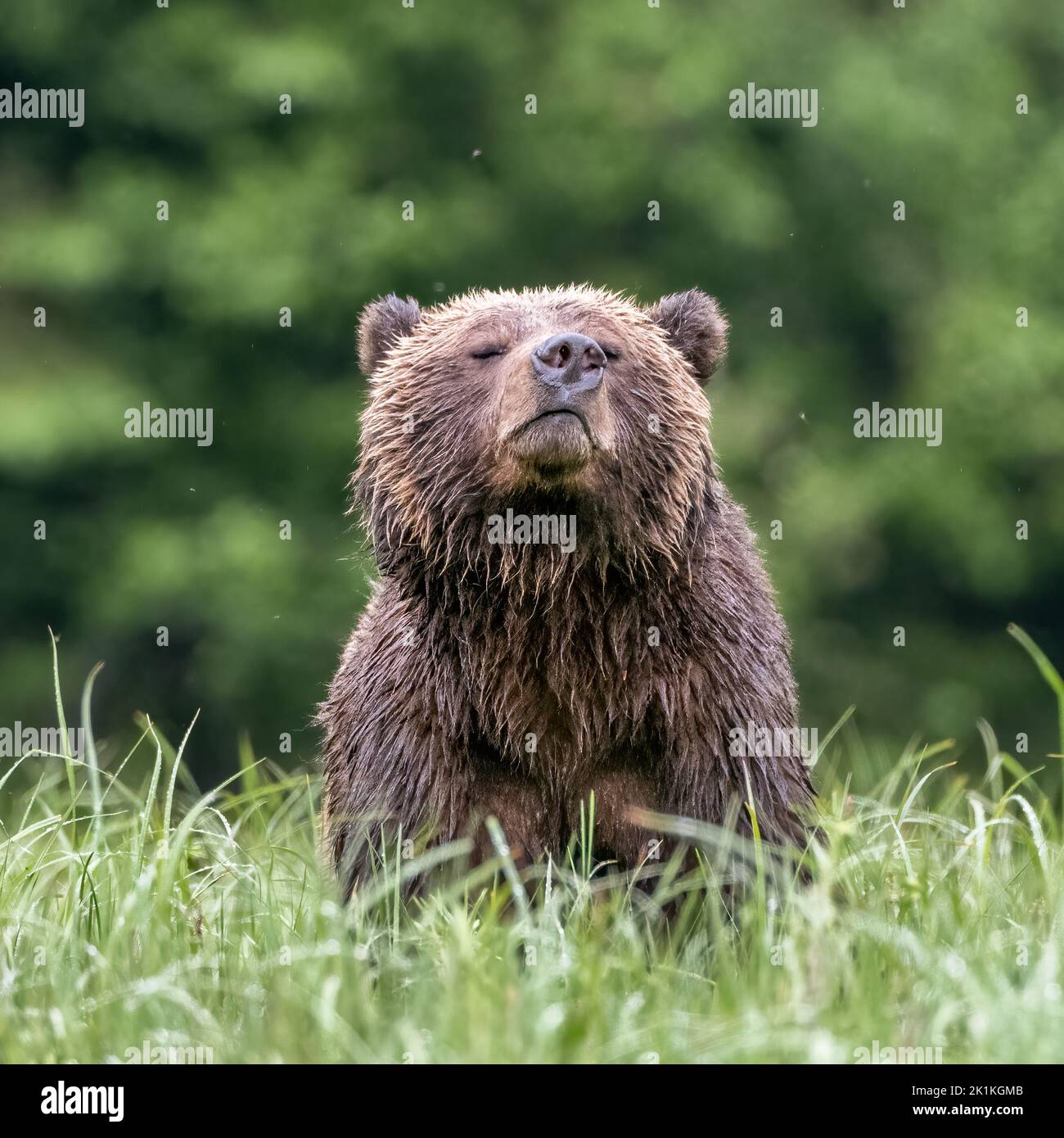 Un grizzli femelle (Ursus arctos horribilis) prend l'air dans la forêt tropicale du Grand Ours du Canada Banque D'Images