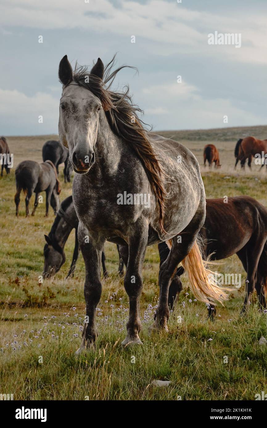Un cliché vertical de chevaux sauvages qui broutage dans un pré vert. Banque D'Images