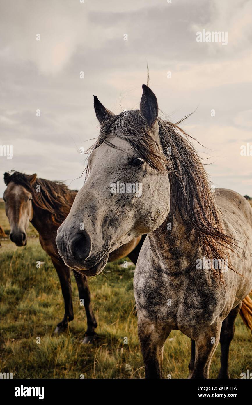 Un cliché vertical de chevaux sauvages dans un pré vert. Banque D'Images