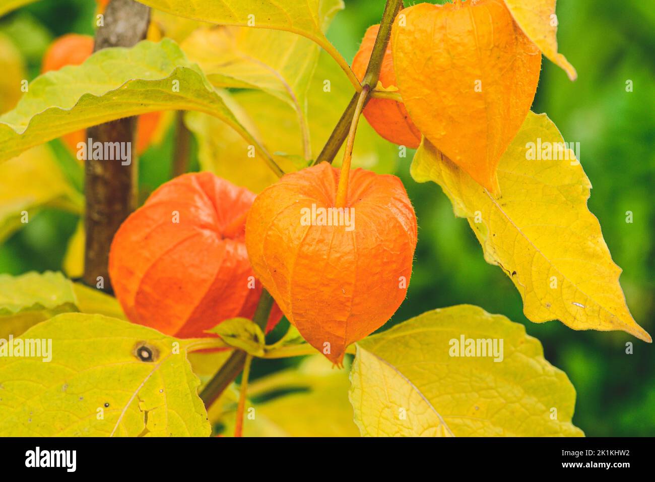 Magnifique physalis peruviana, groseille, lanterne de baies dorées ou de chines, calix orange et feuilles jaunes, belle plante et fleur en automne, proche Banque D'Images