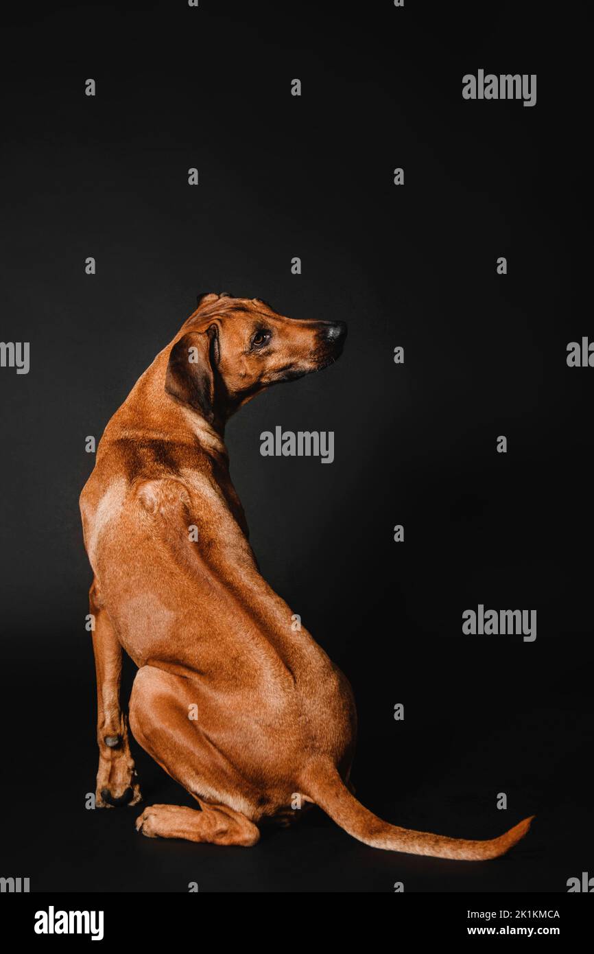 Magnifique portrait de chien Rhodésie Ridgeback sur fond noir Banque D'Images