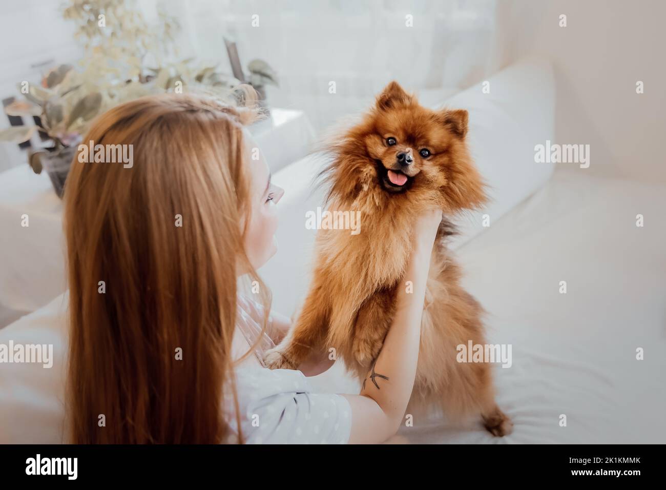 Chien spitz de Poméranie mignon à la maison Banque D'Images