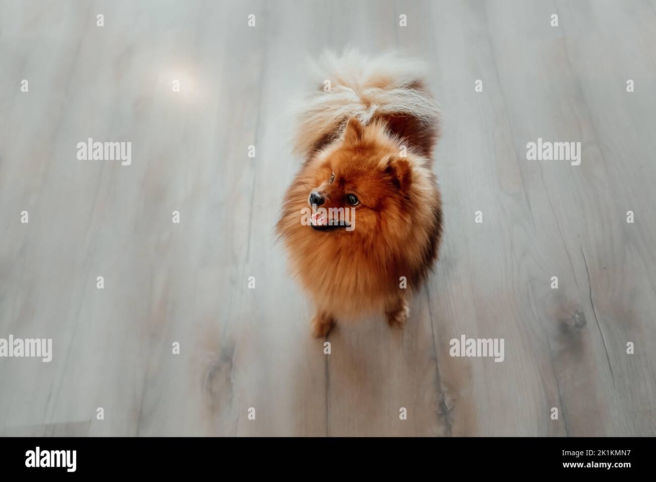 Chien spitz de Poméranie mignon à la maison Banque D'Images