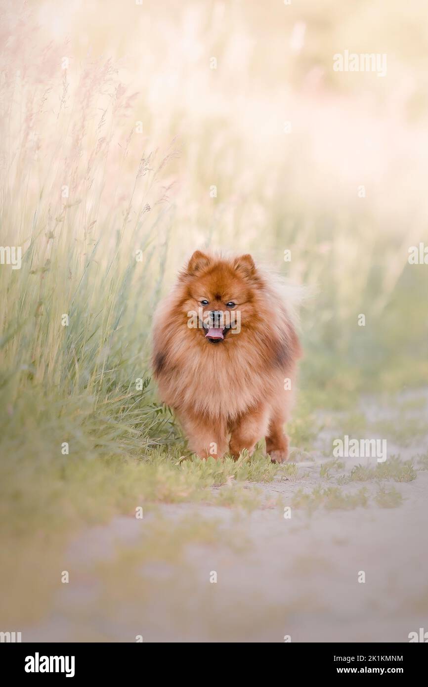 Adorable chien spitz de Poméranie en plein air Banque D'Images