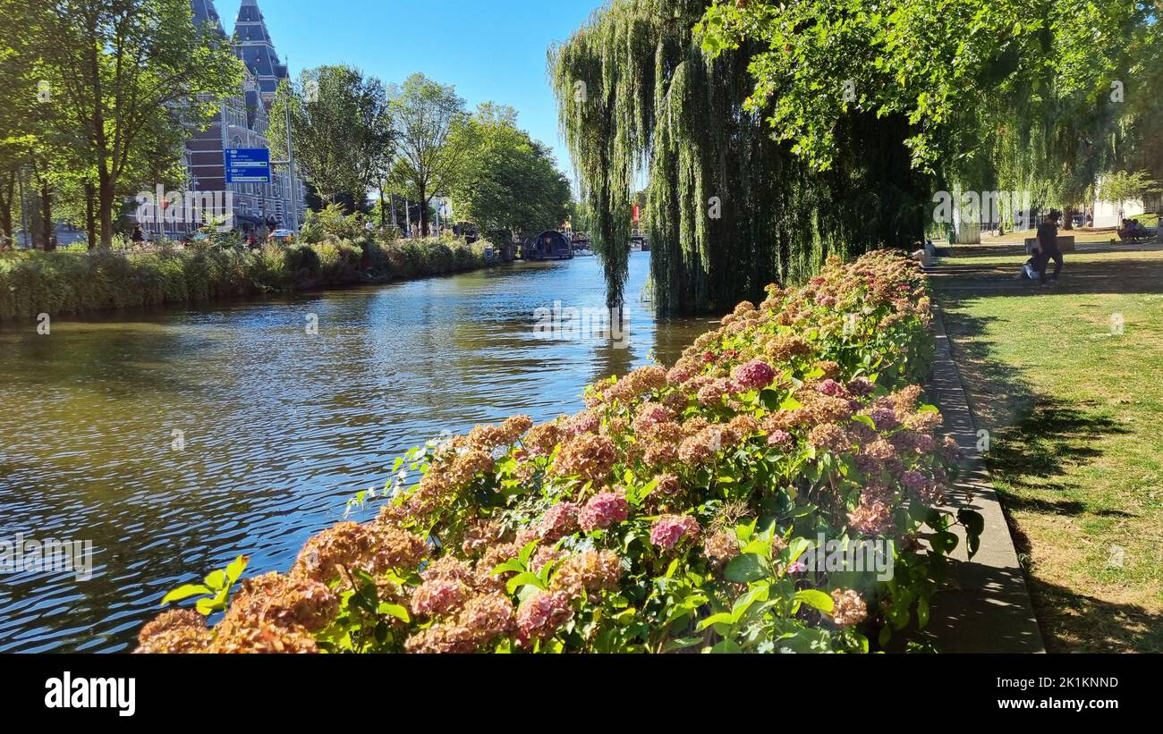 Chaîne à Amsterdam pays-Bas. Grands arbres près de la rivière Amstel site touristique. Paysage d'été de la vieille ville européenne Banque D'Images
