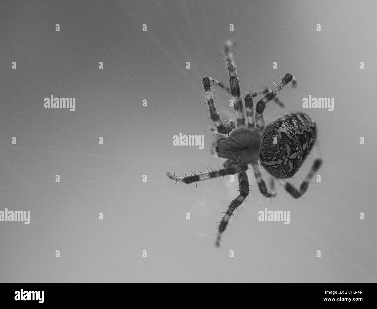 Croisillon tiré en noir et blanc, dans une toile d'araignée, qui se cache pour les proies. Arrière-plan flou. Un chasseur utile parmi les insectes. Arachnide. Photo d'animal fro Banque D'Images