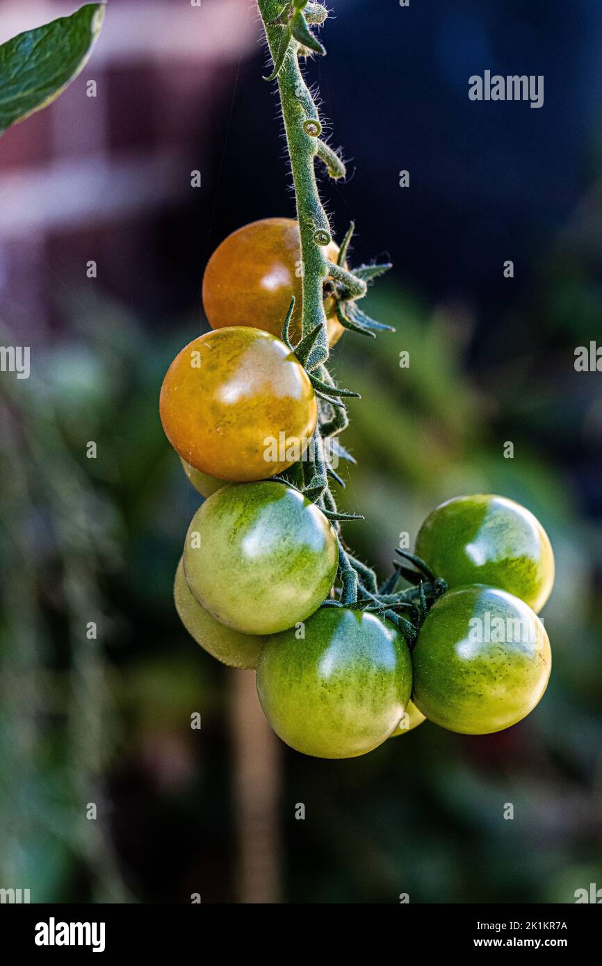 Tomates cerises mûrissant sur la vigne à Marnhull, dorset, royaume-uni Banque D'Images