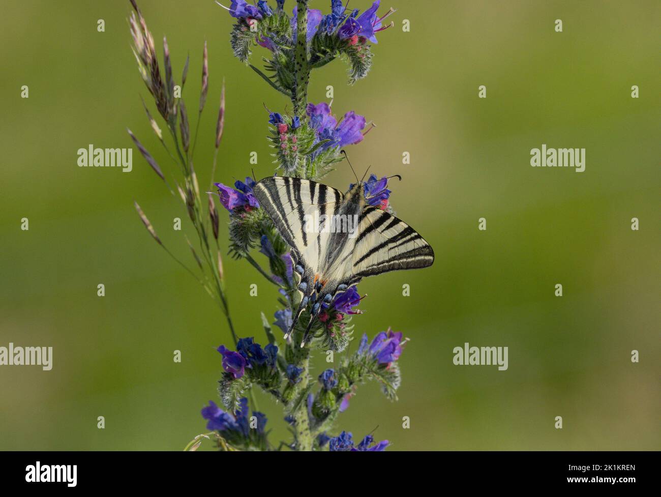 Rare Swallowtail, Iphiclides podalirius se nourrissant du Bugloss de Viper. Banque D'Images