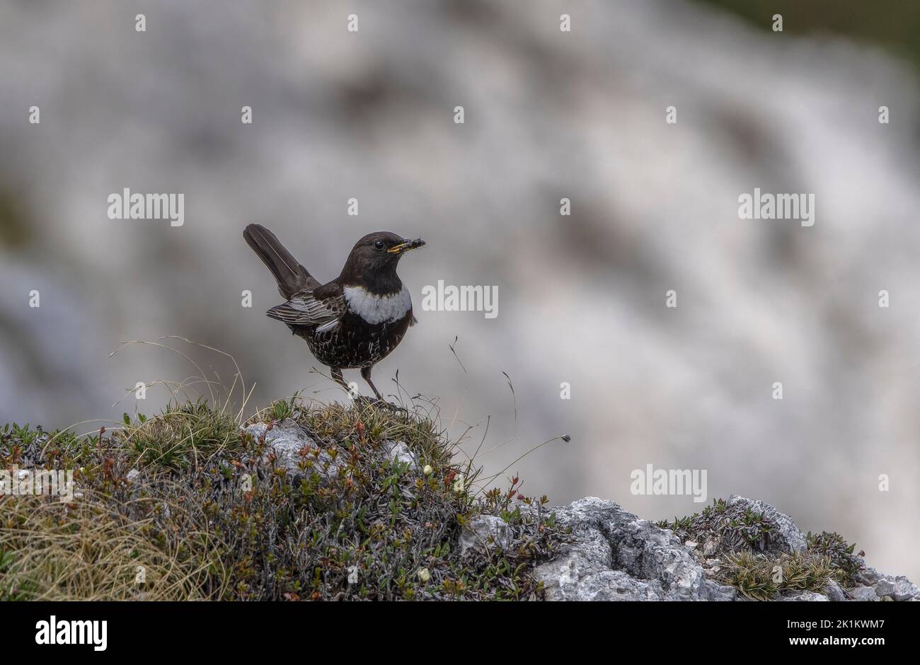 L'ouzel de l'anneau mâle, Turdus torquatus, (sous le nom d'ouzel de l'anneau alpin, Turdus torquatus alpestris) dans les hautes prairies de calcaire de Karawanken Banque D'Images