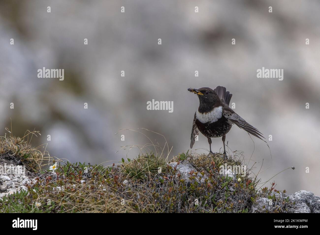 L'ouzel de l'anneau mâle, Turdus torquatus, (sous le nom d'ouzel de l'anneau alpin, Turdus torquatus alpestris) dans les hautes prairies de calcaire de Karawanken Banque D'Images