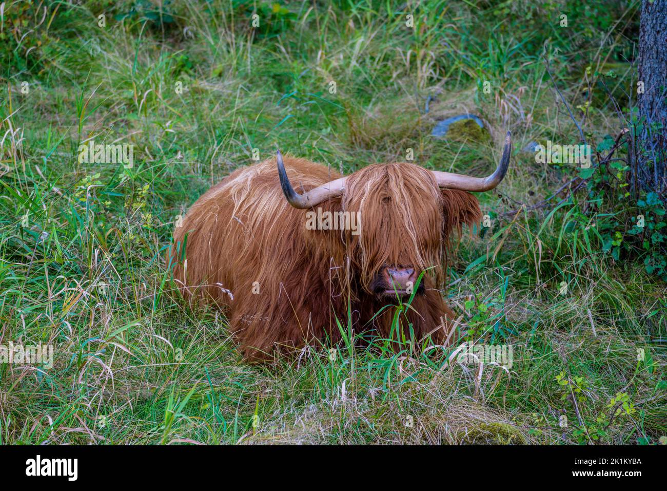 Le bétail des Highlands est une race originaire d'Écosse Banque D'Images