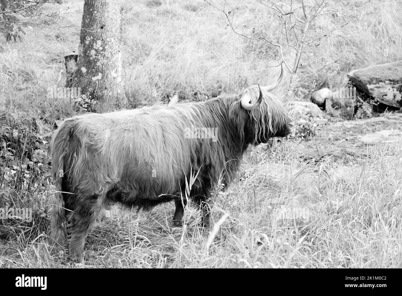 Le bétail des Highlands est une race originaire d'Écosse Banque D'Images