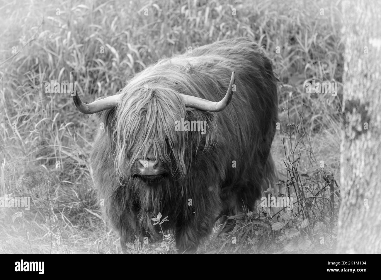 Le bétail des Highlands est une race originaire d'Écosse Banque D'Images
