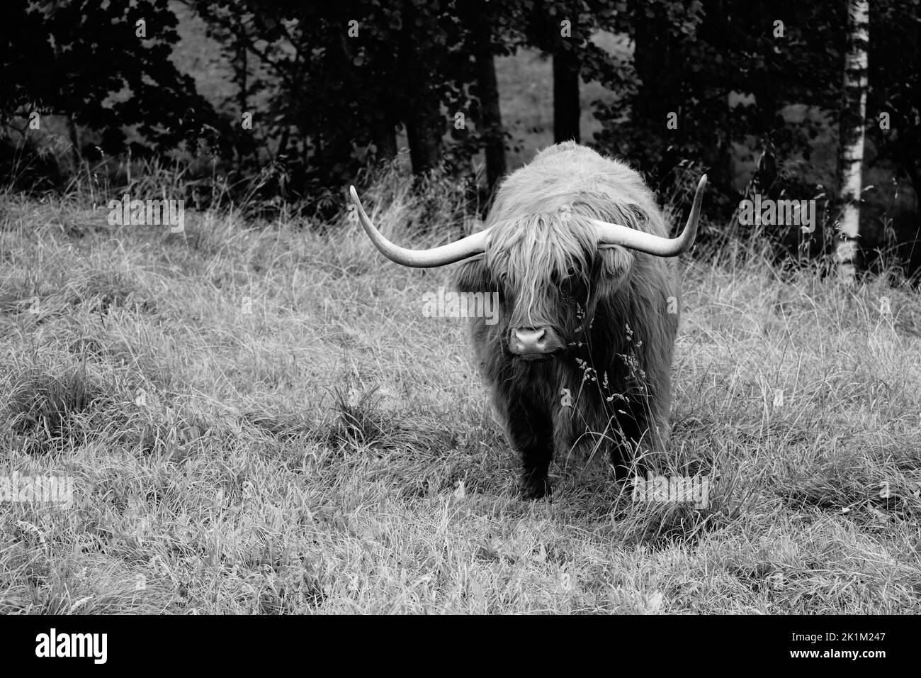 Le bétail des Highlands est une race originaire d'Écosse Banque D'Images