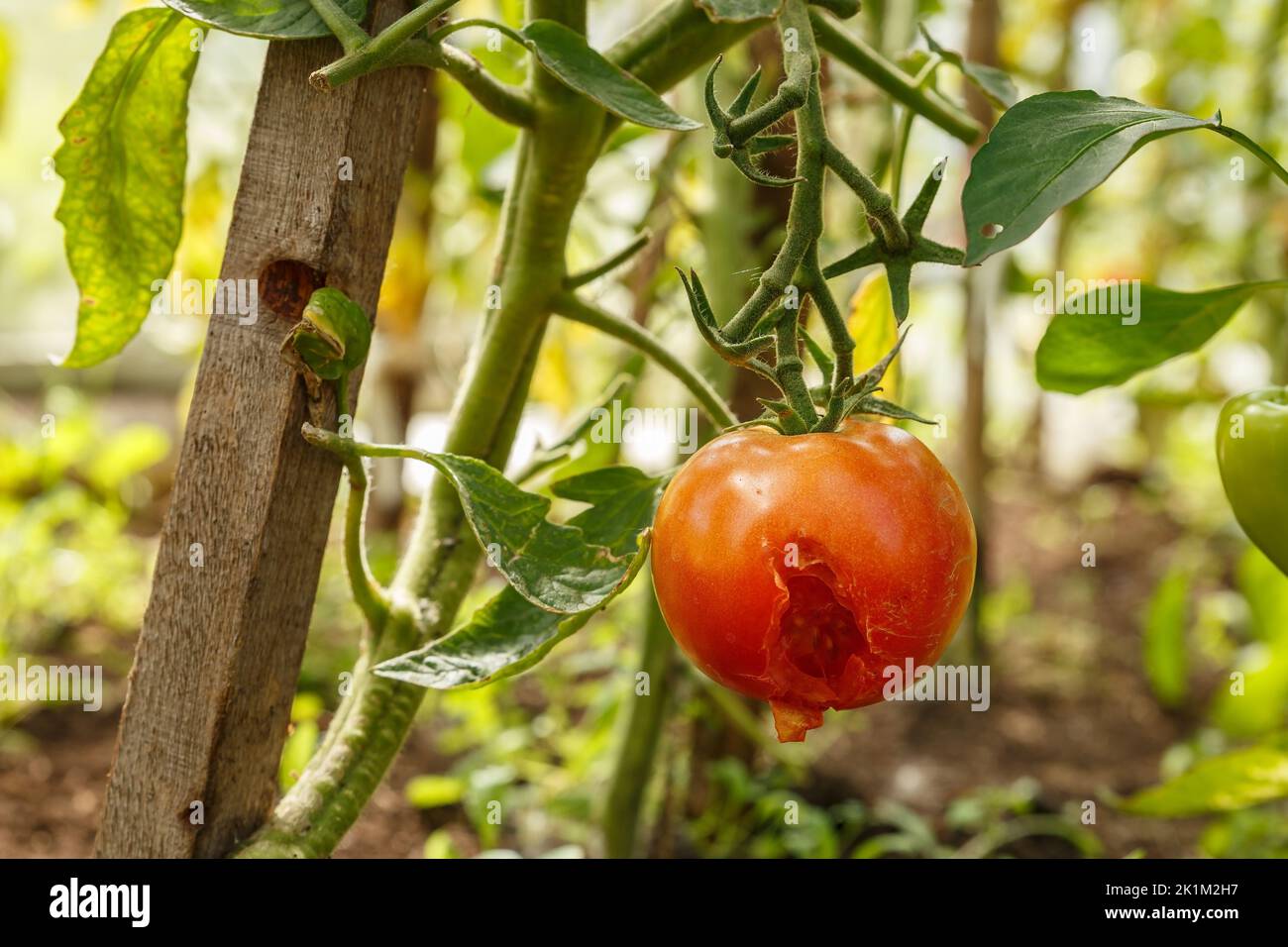 Tomate dans une serre endommagée par des ravageurs et des maladies. Trou dans une tomate