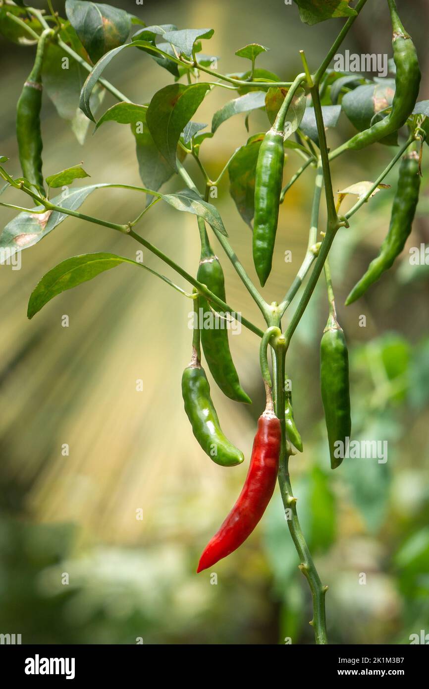 plante de chili pleine de fruits mûrs et non mûrs, isolée sur fond vert d'été, vert et rouge légume commun utilisé pour leur goût épicé Banque D'Images