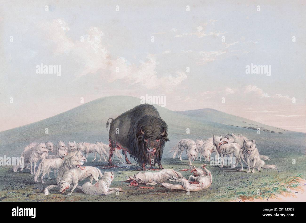 Buffalo Hunt. White Wolves attaquant un Buffalo Bull De Catlin's North American Indian Portfolio, publié à Londres 1844 par l'artiste, l'aventurier américain George Catlin, 1796 - 1872. Au cours de nombreux voyages Catlin enregistré avec plume et brossez les coutumes et les styles de vie des tribus amérindiennes. Banque D'Images