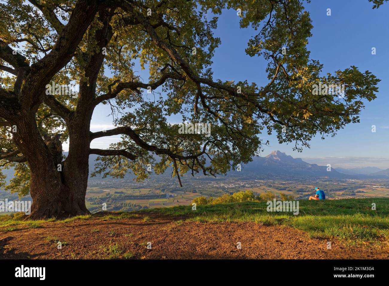 Vieux chêne arbre france Banque de photographies et d’images à haute