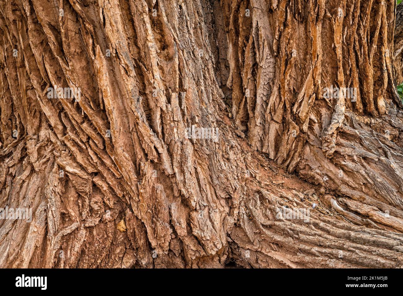 Vieux troncs d'arbres en coton, long Canyon, Burr Trail Road, Grand Staircase-Escalante National Monument, près de Boulder, Utah, États-Unis Banque D'Images