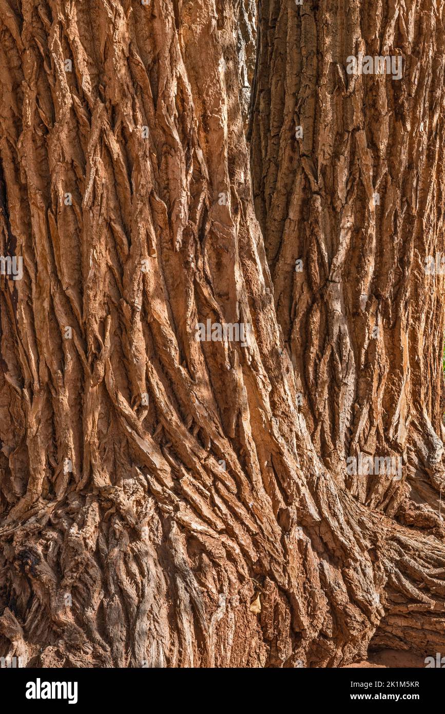 Vieux troncs d'arbres en coton, long Canyon, Burr Trail Road, Grand Staircase-Escalante National Monument, près de Boulder, Utah, États-Unis Banque D'Images