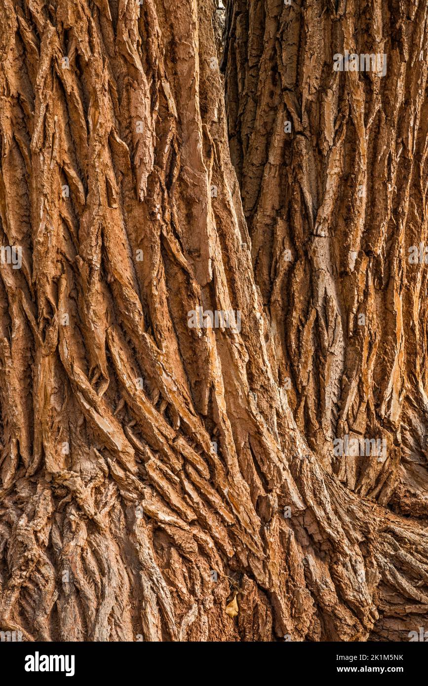 Vieux troncs d'arbres en coton, long Canyon, Burr Trail Road, Grand Staircase-Escalante National Monument, près de Boulder, Utah, États-Unis Banque D'Images