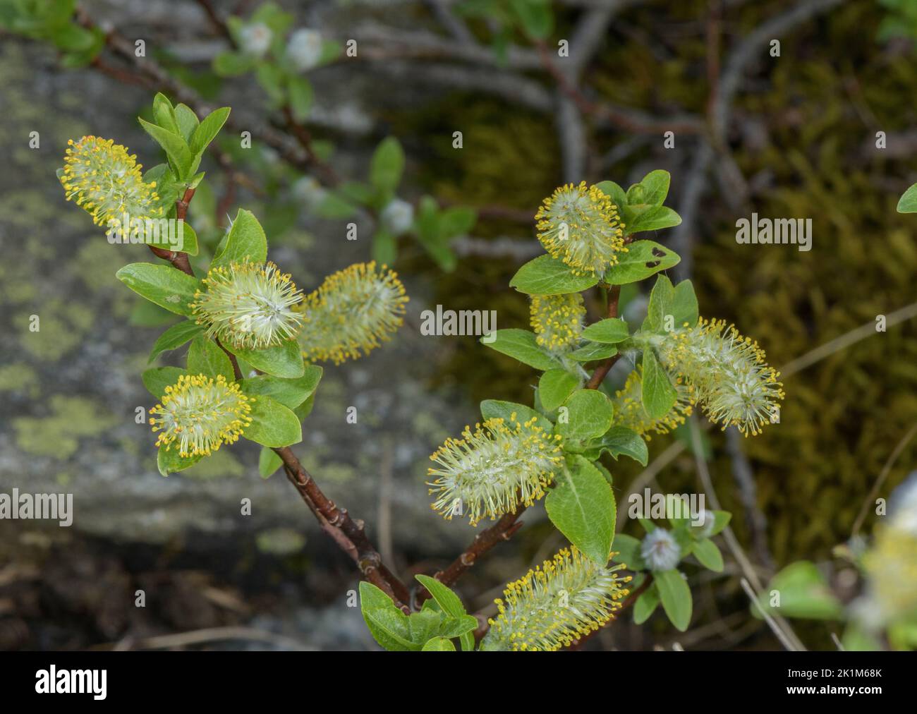 Saule de halberd, chins mâles de Salix hastata en fleur. Alpes. Banque D'Images