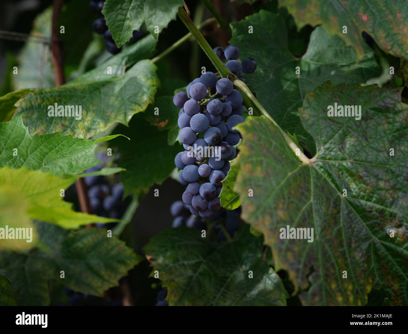 Raisins bleus mûrs suspendus sur une vigne. Gros plan Banque D'Images