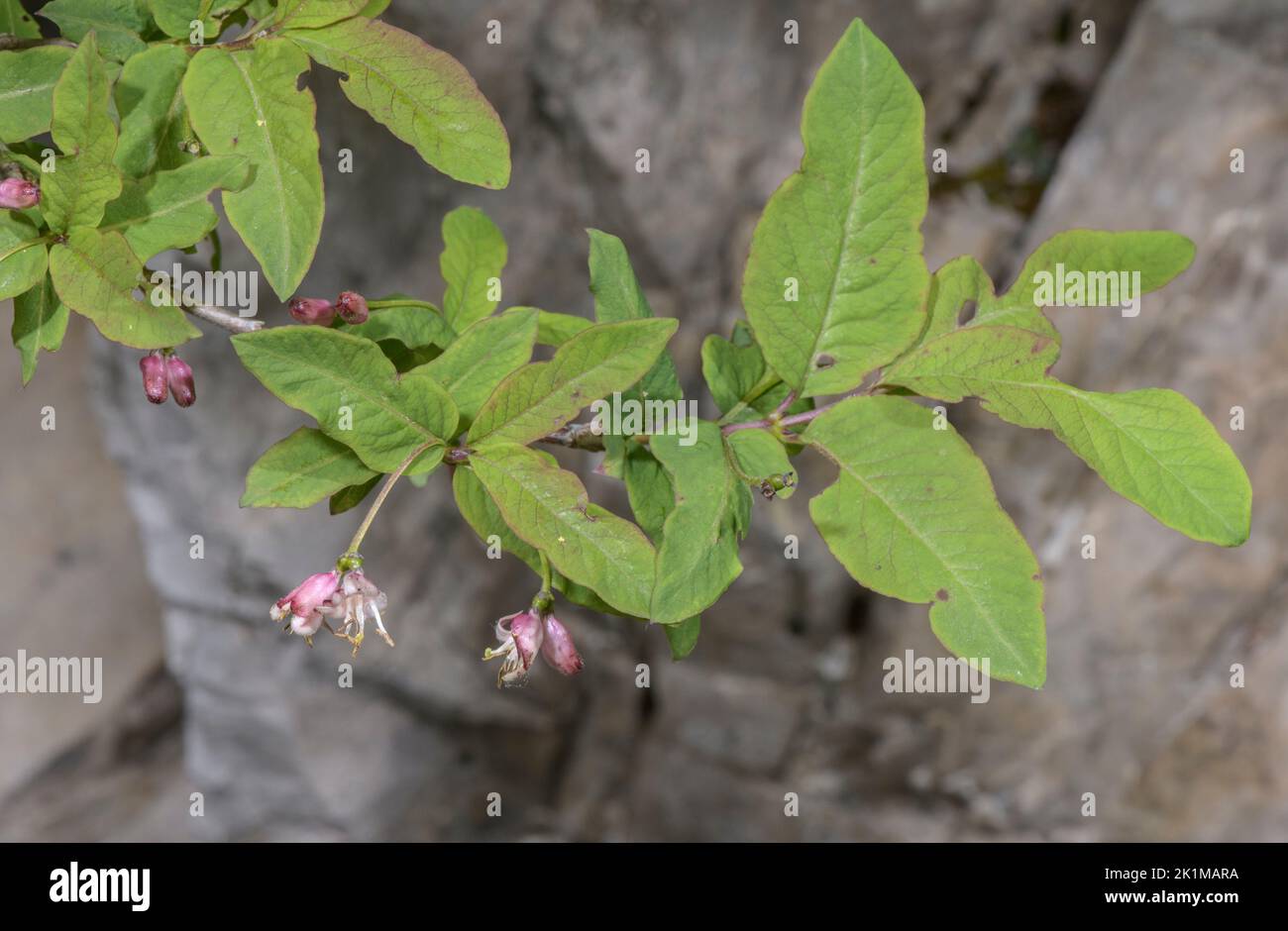 Chèvrefeuille de miel au mouillage noir, Lonicera nigra, en fleur sur calcaire, Alpes italiennes. Banque D'Images