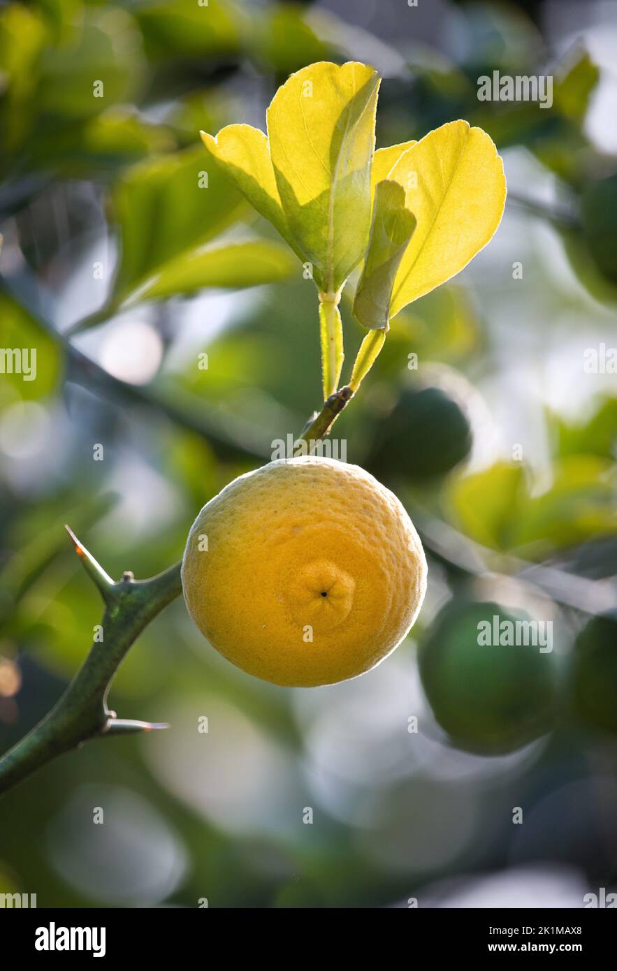 Petits citrons ronds jaunes, citrus limon, accrochés sur un citronnier avec des feuilles et des épines au soleil, été ou automne, Lancaster, Pennsylvanie Banque D'Images