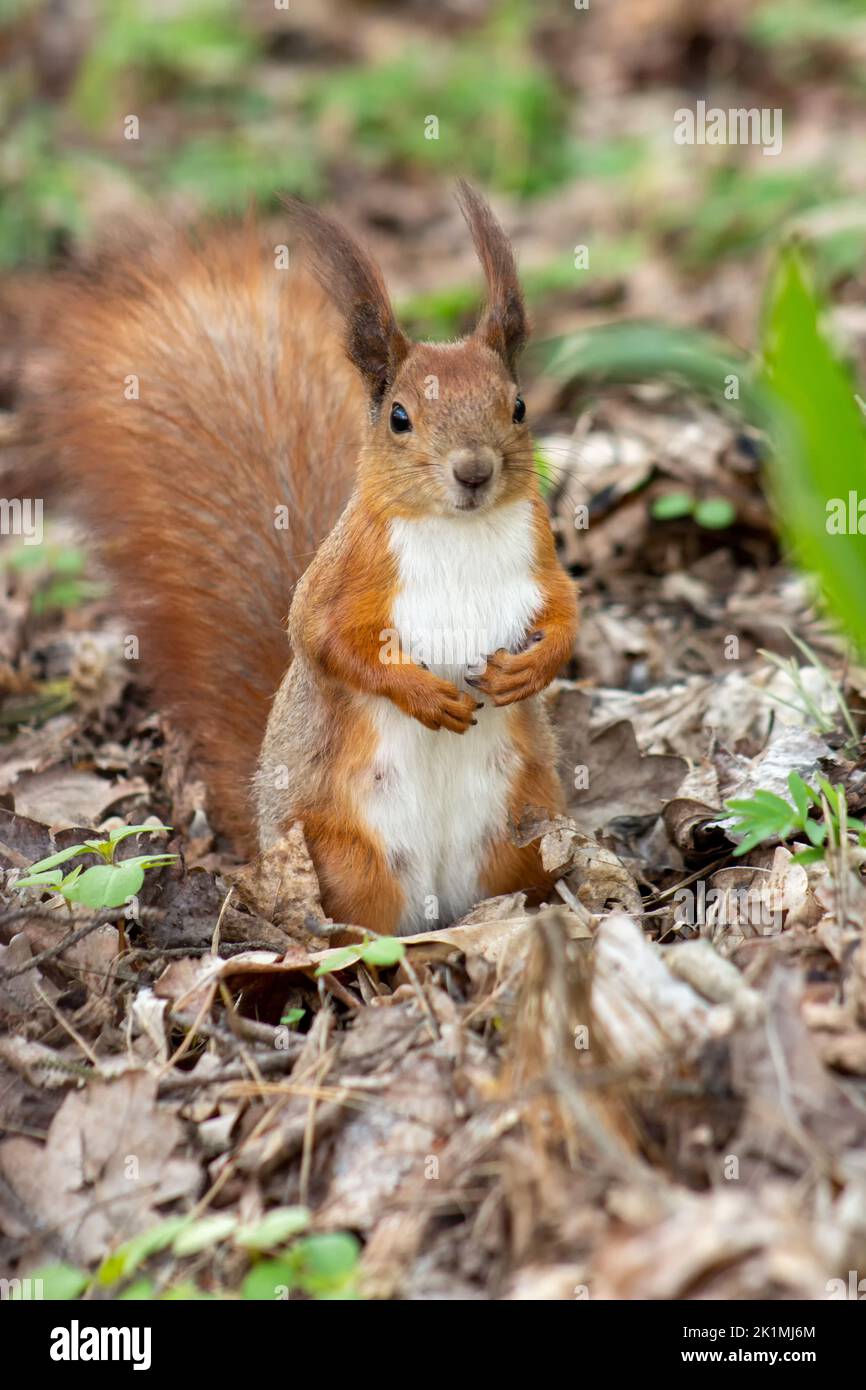 Un écureuil sur ses pattes arrière dans l'herbe au printemps. Banque D'Images
