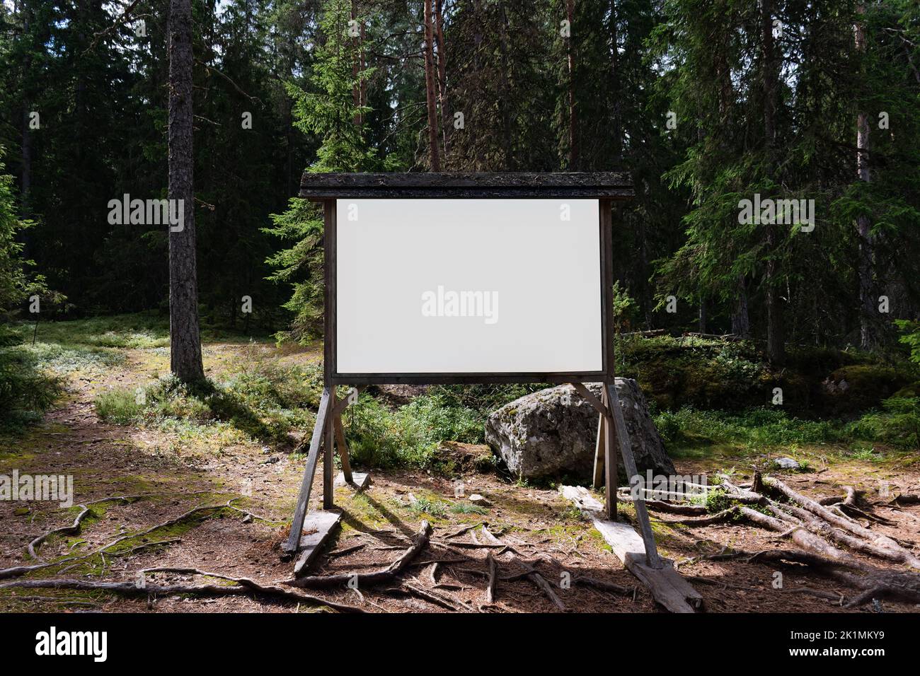 Panneau blanc vierge dans une forêt de pins scandinaves en été Banque D'Images