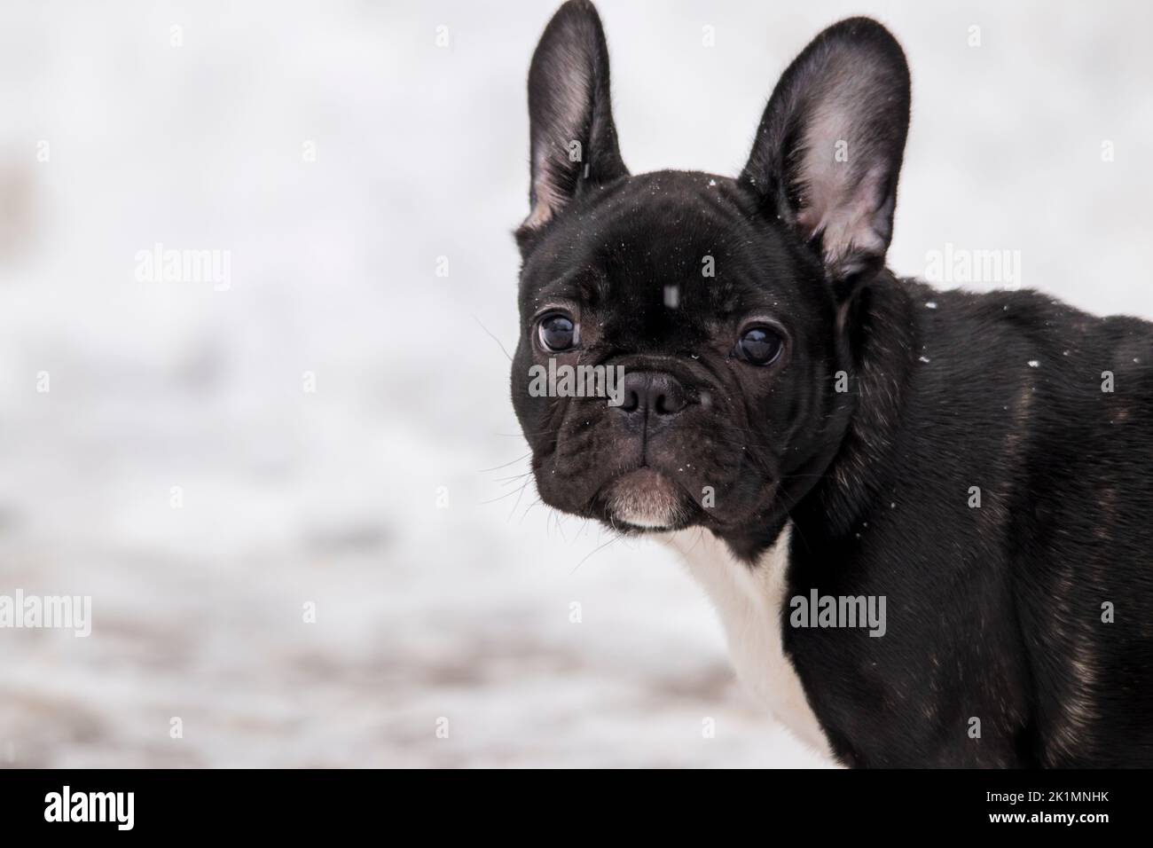 Chien drôle chien boudogue français chiot gros plan dans la neige avec des flocons de neige en chute. Banque D'Images