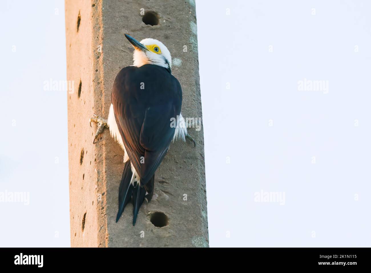 Pic blanc, Melanerpes candidus, adulte unique perché sur un poteau télégraphique en béton, Pantanal, Brésil Banque D'Images