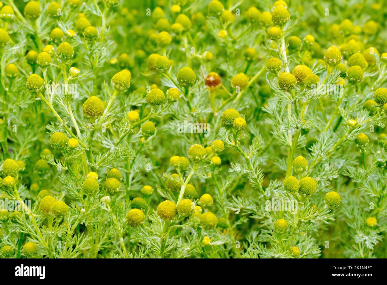 Pineappleweed ou Pineapple Mayweed (matricaria matricarioides ou chamomilla suaveolens), gros plan d'une masse de l'herbe commune des lieux ouverts. Banque D'Images