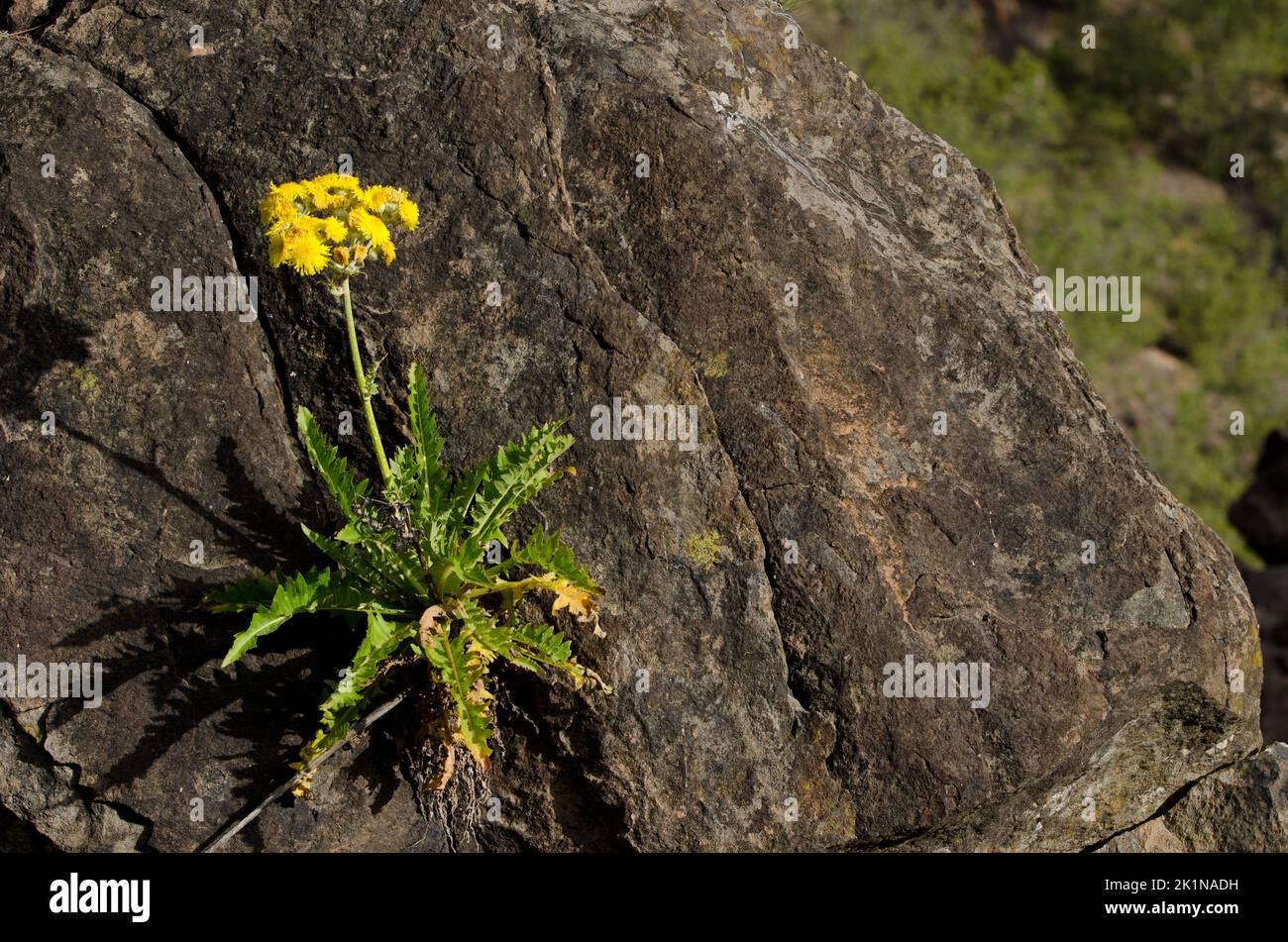 Plante Sonchus acaulis en fleur. Réserve naturelle intégrale de l'Inagua. Grande Canarie. Îles Canaries. Espagne. Banque D'Images