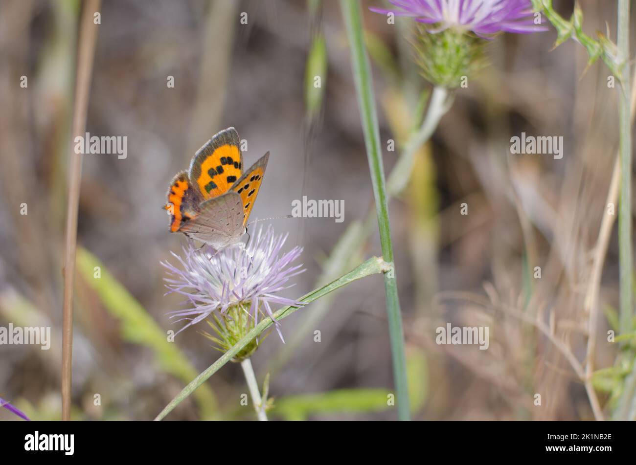 Petit cuivre Lycaena phlaeas se nourrissant d'une fleur de chardon-Marie violet Galatites tomentosa. Réserve d'Inagua. Grande Canarie. Îles Canaries. Espagne. Banque D'Images