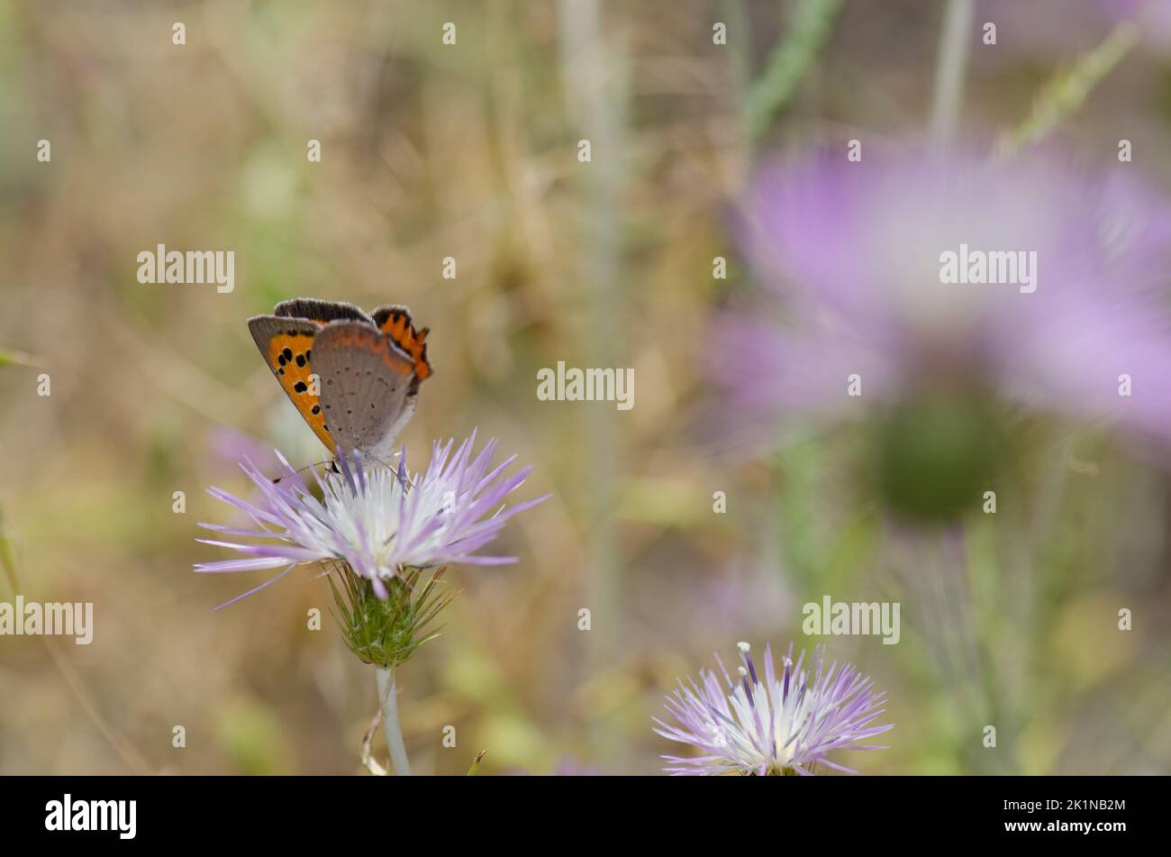 Petit cuivre Lycaena phlaeas se nourrissant d'une fleur de chardon-Marie violet Galatites tomentosa. Réserve d'Inagua. Grande Canarie. Îles Canaries. Espagne. Banque D'Images