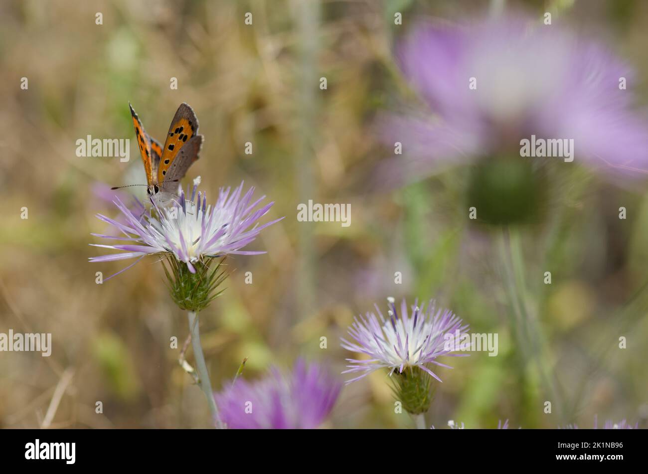 Petit cuivre Lycaena phlaeas se nourrissant d'une fleur de chardon-Marie violet Galatites tomentosa. Réserve d'Inagua. Grande Canarie. Îles Canaries. Espagne. Banque D'Images